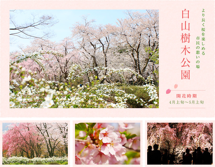 より長く桜を楽しめる市民の憩いの場 白山樹木公園 -img-